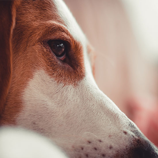 Boarding OlneySandy Spring Veterinary Hospital