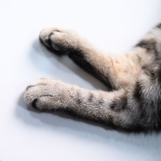 Boarding OlneySandy Spring Veterinary Hospital