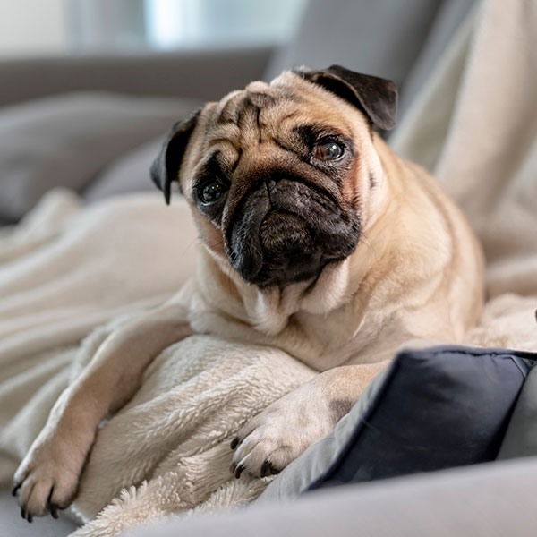 Boarding OlneySandy Spring Veterinary Hospital