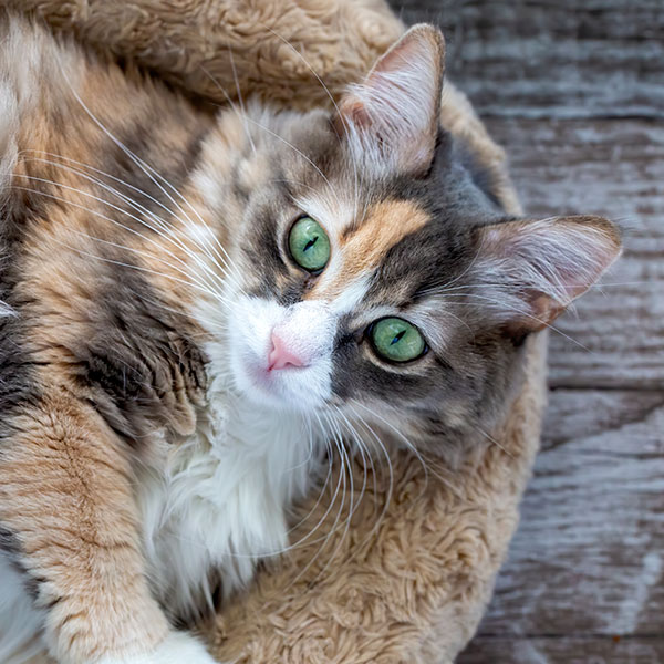 Boarding OlneySandy Spring Veterinary Hospital