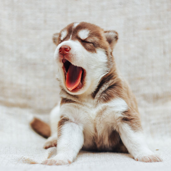 Reproductive Services OlneySandy Spring Veterinary Hospital