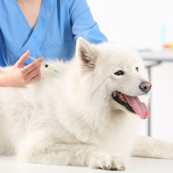 Vaccines OlneySandy Spring Veterinary Hospital