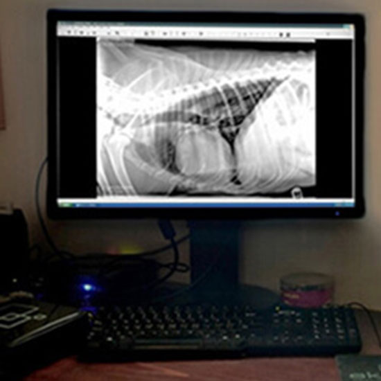 InHouse Diagnostics OlneySandy Spring Veterinary Hospital