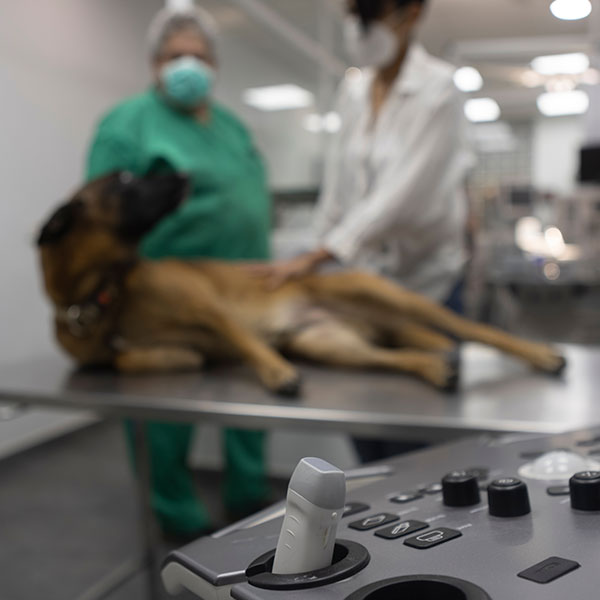 InHouse Diagnostics OlneySandy Spring Veterinary Hospital