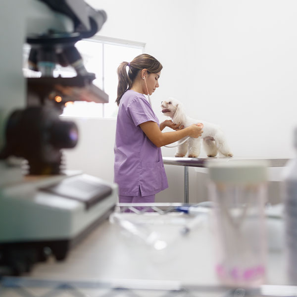 InHouse Diagnostics OlneySandy Spring Veterinary Hospital