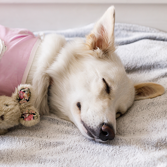 Surgery OlneySandy Spring Veterinary Hospital