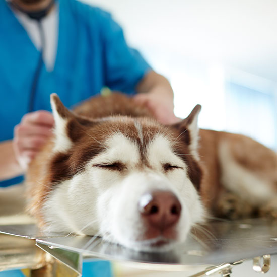 Surgery OlneySandy Spring Veterinary Hospital