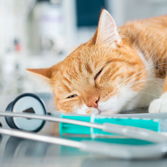 Surgery OlneySandy Spring Veterinary Hospital