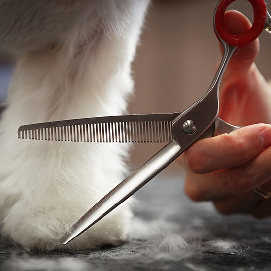 Grooming OlneySandy Spring Veterinary Hospital