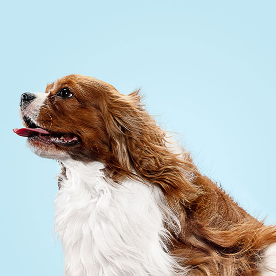 Grooming OlneySandy Spring Veterinary Hospital